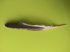 Colaptes auratus cafer