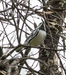 Setophaga nigrescens