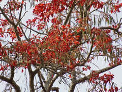 Erythrina