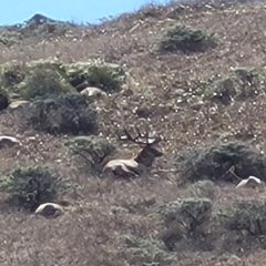 Cervus canadensis nannodes