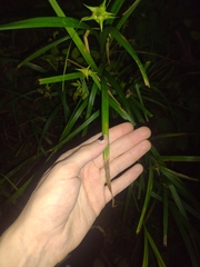 Carex grayi