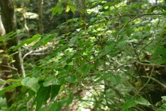 Lonicera canadensis