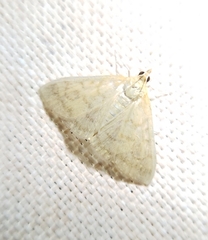 Pyraustini