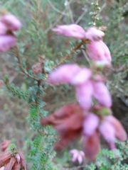 Erica ciliaris