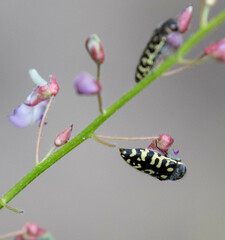 Acmaeodera solitaria