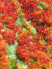 Synchytrium australe