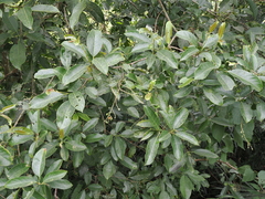 Turpinia formosana