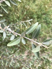 Shepherdia argentea