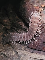 Polydesmus angustus