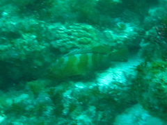 Epinephelus rivulatus