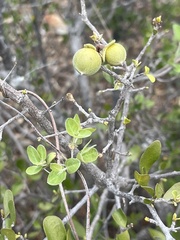 Diospyros intricata