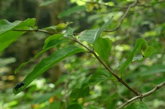 Lonicera canadensis