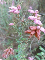 Erica ciliaris