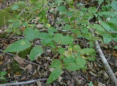 Lonicera canadensis
