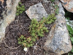 Saxifraga bronchialis