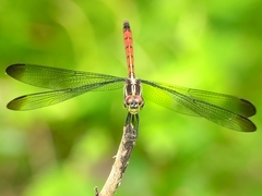 Lathrecista asiatica