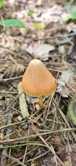 Entoloma quadratum