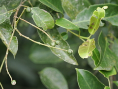 Turpinia formosana