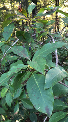 Chionanthus virginicus