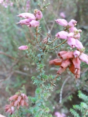 Erica ciliaris