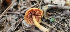 Entoloma quadratum