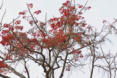 Erythrina
