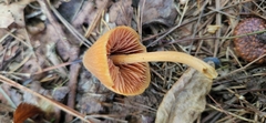 Entoloma quadratum