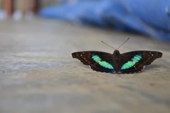 Doxocopa laurentia cherubina
