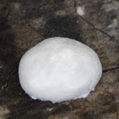 Reticularia lycoperdon