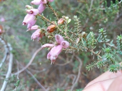 Erica ciliaris