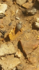 Salticidae