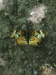 Phyciodes cocyta