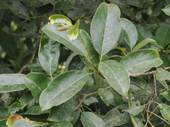 Turpinia formosana