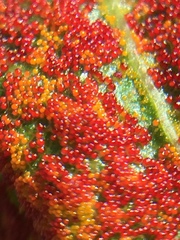 Synchytrium australe