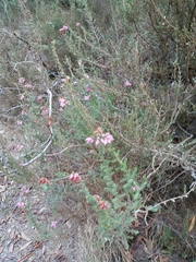 Erica ciliaris