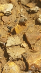 Salticidae
