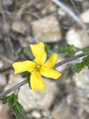 Turnera diffusa
