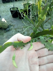 Carmichaelia williamsii