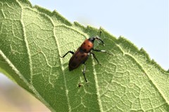 Rhodobaenus tredecimpunctatus