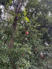 Punica granatum