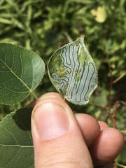 Phyllocnistis populiella