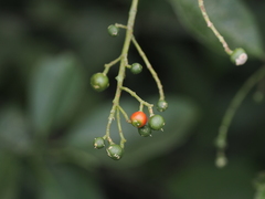 Turpinia formosana
