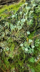 Cladonia pyxidata