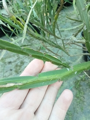 Carmichaelia williamsii