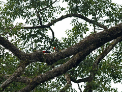 Pityriasis gymnocephala
