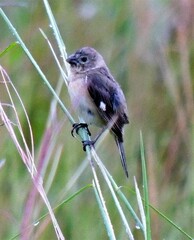 Sporophila