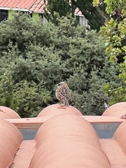 Zonotrichia capensis