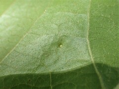 Diaspidiotus liquidambaris