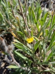 Hieracium scouleri