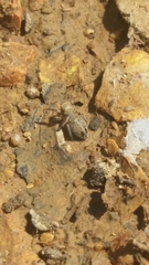 Salticidae